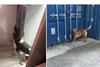 Sniffer Dogs Hull illicit tobacco