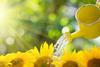 Credit Yaruta via GettyImages_Watering sunflowers