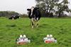 Ann Forshaw's x Clifton Dairies Whole Milk V2