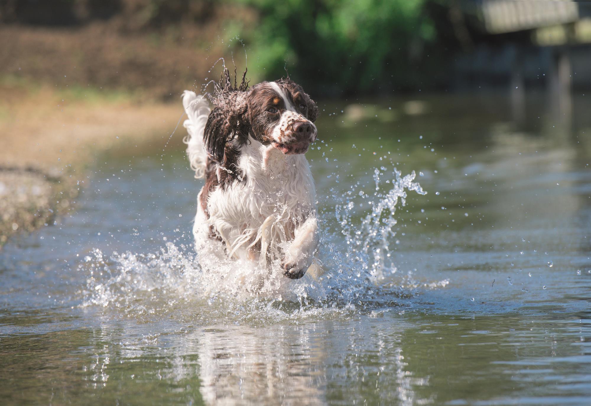 Eukanuba launches health campaign Product News Convenience Store