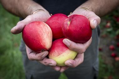 Farmer holds apples in Thatchers Cider orchard