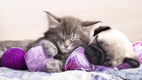 Tabby kitten and pug puppy snuggled up together with balls of purple wool.