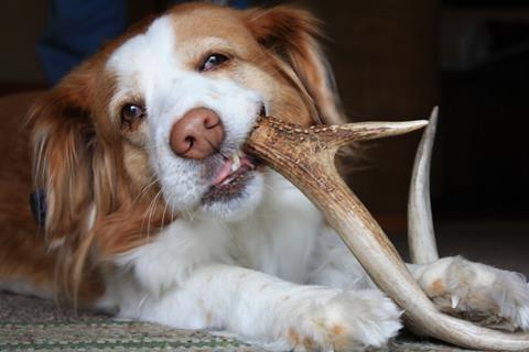 Dog chewing on an antler