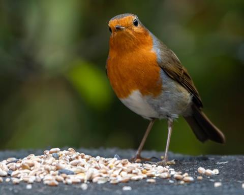 Robin stood in garden with birdseed at his feet