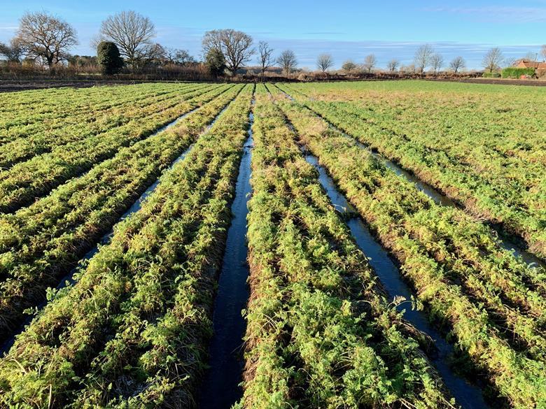 UK facing carrot shortage as floods and cold weather cripple production