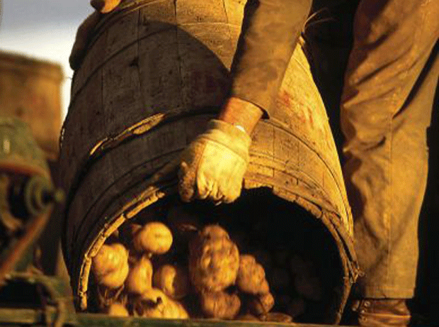 Farming potatoes